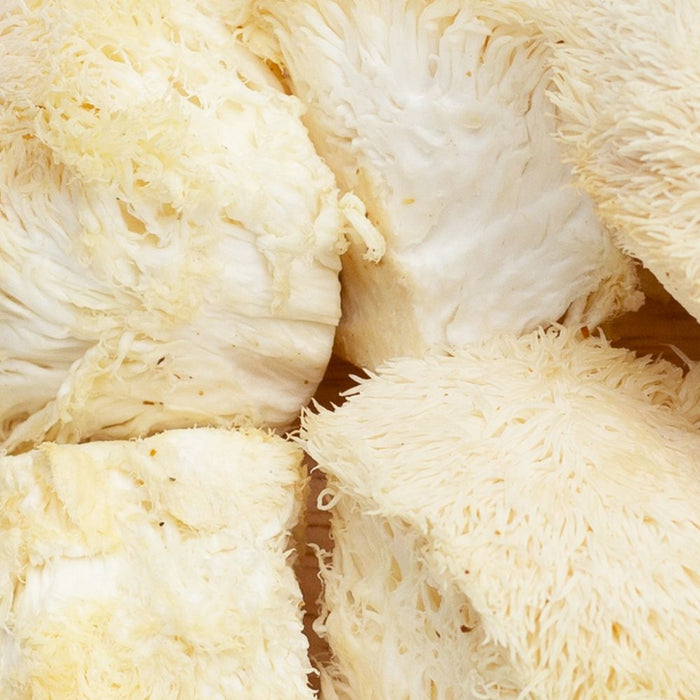 bundle of lions mane